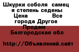 Шкурки соболя (самец) 1-я степень седены › Цена ­ 12 000 - Все города Другое » Продам   . Белгородская обл.